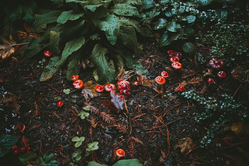 wild red mushrooms