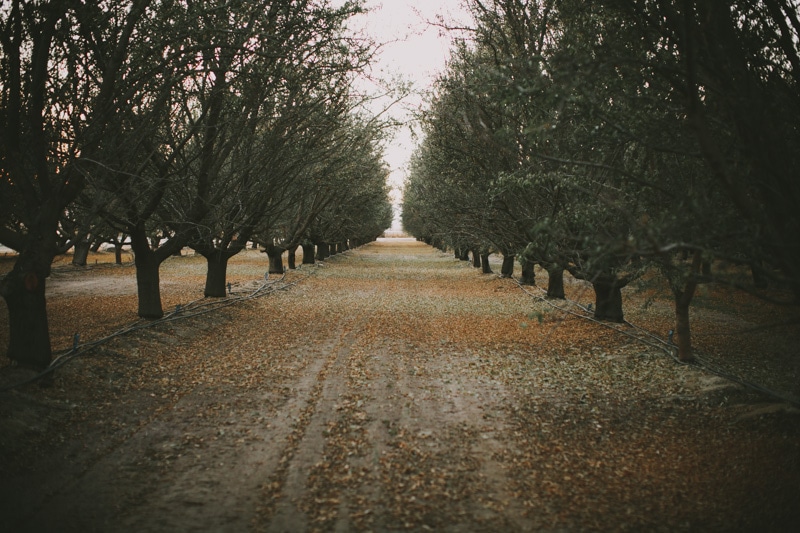 almond tree fields in the winter