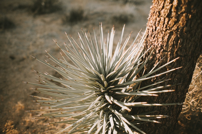 cactus in Joshua Tree