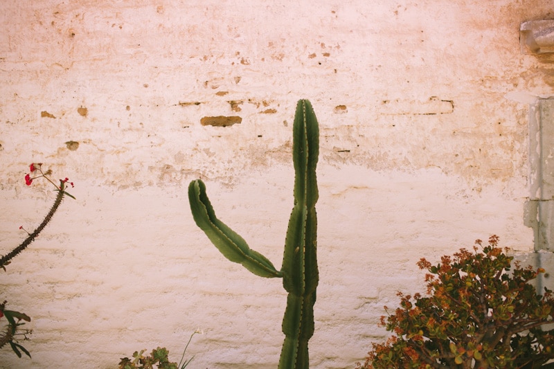 cactus in san juan capistrano mission