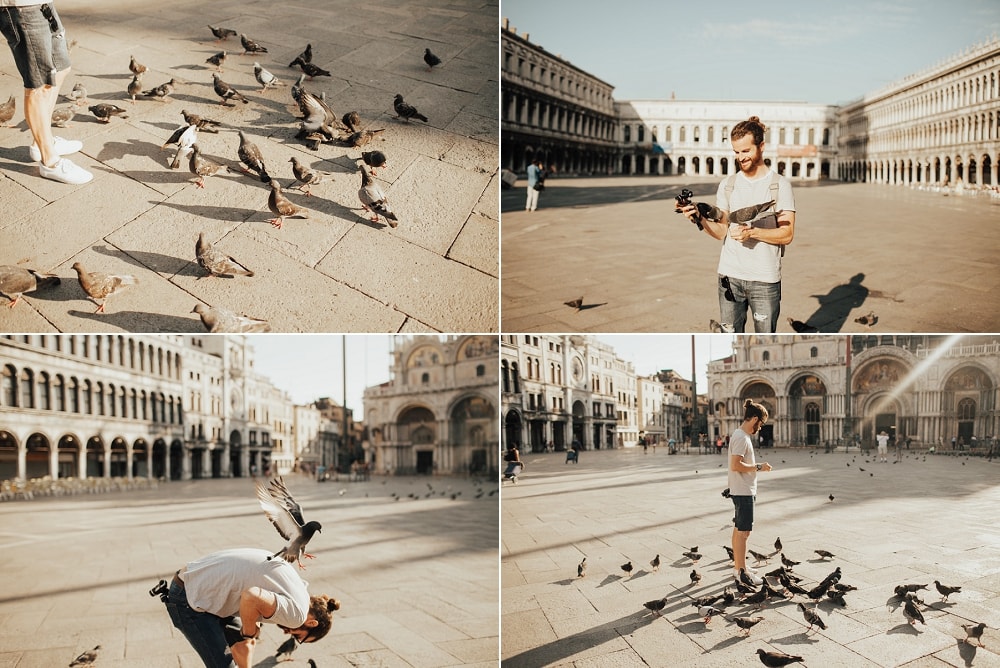 pigeons at st mark's square