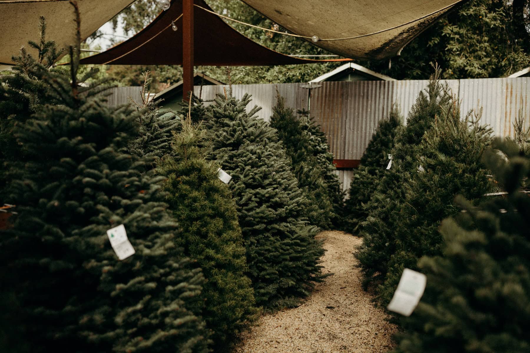 christmas tree lot in ben lomond